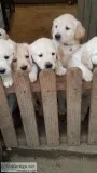 White English cream and American golden retriever puppies