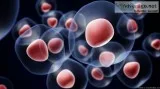 Stem Cell Therapy for Optic Nerve Atrophy  Stem Cell Care India