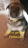 AKC German Shepherd Puppies