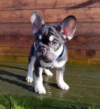 Chocolate And Tan French Bulldog pups