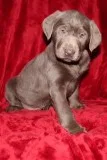 George Male Labrador Retriever