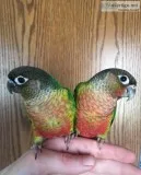 Green Cheeked Conures