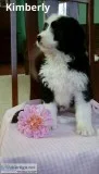 Kimberly Female Mini Bernedoodle