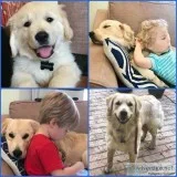 AKC Golden Retriever Stud Service