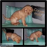 AKC Labrador puppies