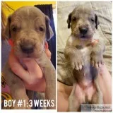 Registered Great Dane Puppies