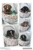 AKC English Bulldog Puppies