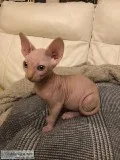 Black GCCF CHAMPION Sphynx Kittens