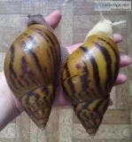 Achatina Giant African Land Snails