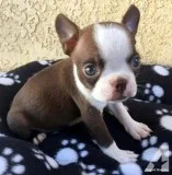 Home Broken Boston Terrier Puppies Available.