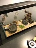 Snake - Kenyan Sand Boa - includes aquarium