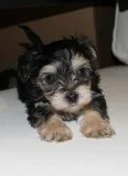 Sweet F1 Morkie Puppies