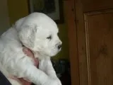 Pale Cream Golden Retriever