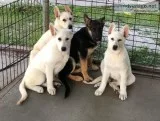 German Shepherd Puppies - AKC