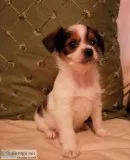 Tiny shih tzu yorkie puppies