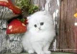 Adorable persian cat for loving home