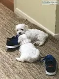 Ckc Healthy Maltese Puppies Ready Now