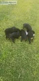 Rottweiler puppies ready now