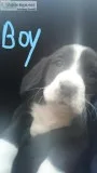 Boxador Pups