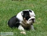 Amazing english bulldog puppies for sale