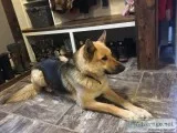 Trained German Shepard