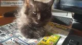 Ragdoll kitten