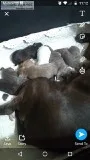 Pit Bull Puppies