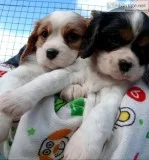 Cavalier king Charles puppies