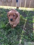 Golden Retriever Puppies