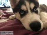 Purebread Husky Puppy
