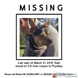 Minpin missing Widows Best Friend