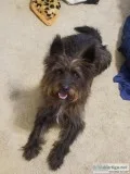 4 year old Cairn terrier mix
