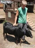 Mini Zebu Bull-Reduced price
