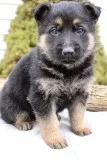 Brave and raised with pride German Shepherd puppies