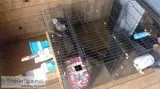 Ferret and cage