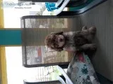 F2b goldendoodle
