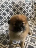 Pomeranian Puppies For Sale