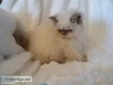 CFA REGISTERED HIMALAYAN KITTENS 600