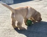 Beautiful Labrador puppies