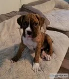 Boxer Puppy For Sale