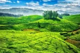 We are inviting you to spend your Holidays at Munnar