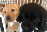 Chocolate Labrador Pups