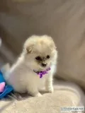 Adorable Pomeranian Puppies