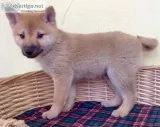 Shiba Inu Puppy