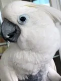 Umbrella Cockatoo