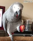 Healthy african grey and macaw