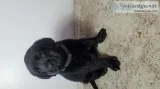ONLY 3 Left AKC English Black Lab Pups