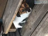 Chawawa Mix