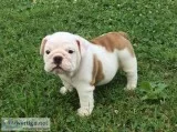Beautiful English Bulldog Pups