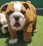 English bulldog puppies